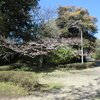 桜の開花状況