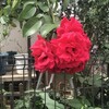 薔薇