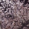 大寒桜が咲きました