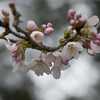 桜は、ここ１，２週間だろう（Apr. 13, 2012）