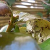 ツバキの新芽に蟻