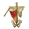 広背筋が硬いと腰痛に繋がる！鍛え方・筋トレとストレッチ方法について