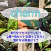 charmおまかせブセファランドラセット買ってみた！気になる中身は？