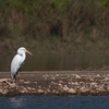 ダイサギ Great Egret