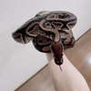 🐍蛇のお話🐍