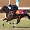 え、ダノン芝追いってヤバくない！？2019桜花賞(G1) 有力馬最終追い切りジャッジ、今週の平場注目馬