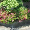 皐月の花