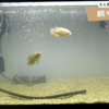 熱帯魚は飼い続けたい！