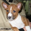 虹の橋を渡っていった長男犬についての備忘録