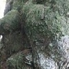「人面」スギ　産山村の神社