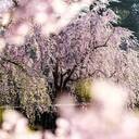 神々の楽園日本