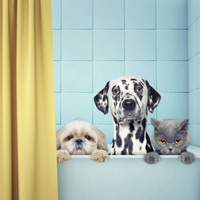 【7選】ドッグエステ「炭酸スパ」は自宅でもできる？自宅で使える犬用炭酸浴アイテムまとめ