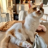 お腹の痛みも吹き飛ぶ愛猫のふみふみ！