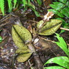 ハリムン国立公園の植物