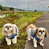 ワンにゃん大騒動