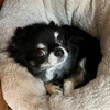 ワンコも想像で妊娠する⁉︎犬の偽妊娠について