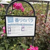  昔話に花が咲く