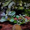 小型ブセ代表！ブセファランドラsp.ダークファントムの特徴と育て方