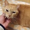 飼い猫のトムくん、一昨日は9歳の誕生日～♪♪♪