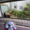 #シャンシャン帰国#上野動物園