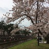 倉敷市 酒津公園の桜満開(*^^*)