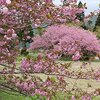 　Wed. 　まだまだ桜＆椿　・　くじゃくしだ