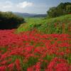 明日香の彼岸花