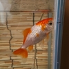 イヤイヤする金魚と人見知りな金魚