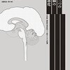 【脳科学×心理学】マクリーン心理学おすすめ本15選【三位一体脳で読み解く“感情と理性”の進化】