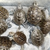 9月18日（日）Turtle Garage Meeting in Nerima