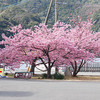 春をお届けします！河津桜！！！