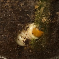 ノコギリクワガタの幼虫 食痕か蛹室か 最後のマット交換 うみブログ
