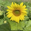 🌻ひまわり畑の雑草対策