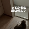 雨田甘夏、大はしゃぎです。【猫と弟と監視員事情】