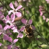 イヌトウバナに訪花したニッポンヒゲナガハナバチ