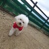 老犬ホームあん｜新人さん ミッキー^^