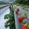 うきはでいちご狩り、日田で昼食、ひなまつり、温泉