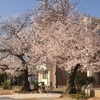 小さな公園に咲く桜