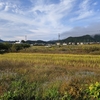 10月18日稲刈り