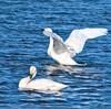 乙戸沼公園の白鳥（土浦市）～つくば市とその周辺の風景写真案内（９９２）