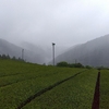 雨の茶畑