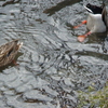 鳥の町