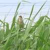 羽ばたくオオヨシキリ