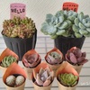【気になる多肉植物】はじめての花の直売所