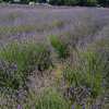 lavender field