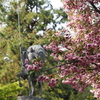 尾山神社で「菊桜」お花見