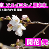 春の訪れとファッション