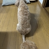 ドイツで就職