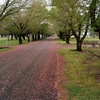 春の嵐が過ぎた朝、緑の桜並木