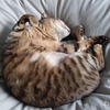 【本日お休み】よし！何もしないで1日ダラダラ過ごそう！の計画だけど・・・